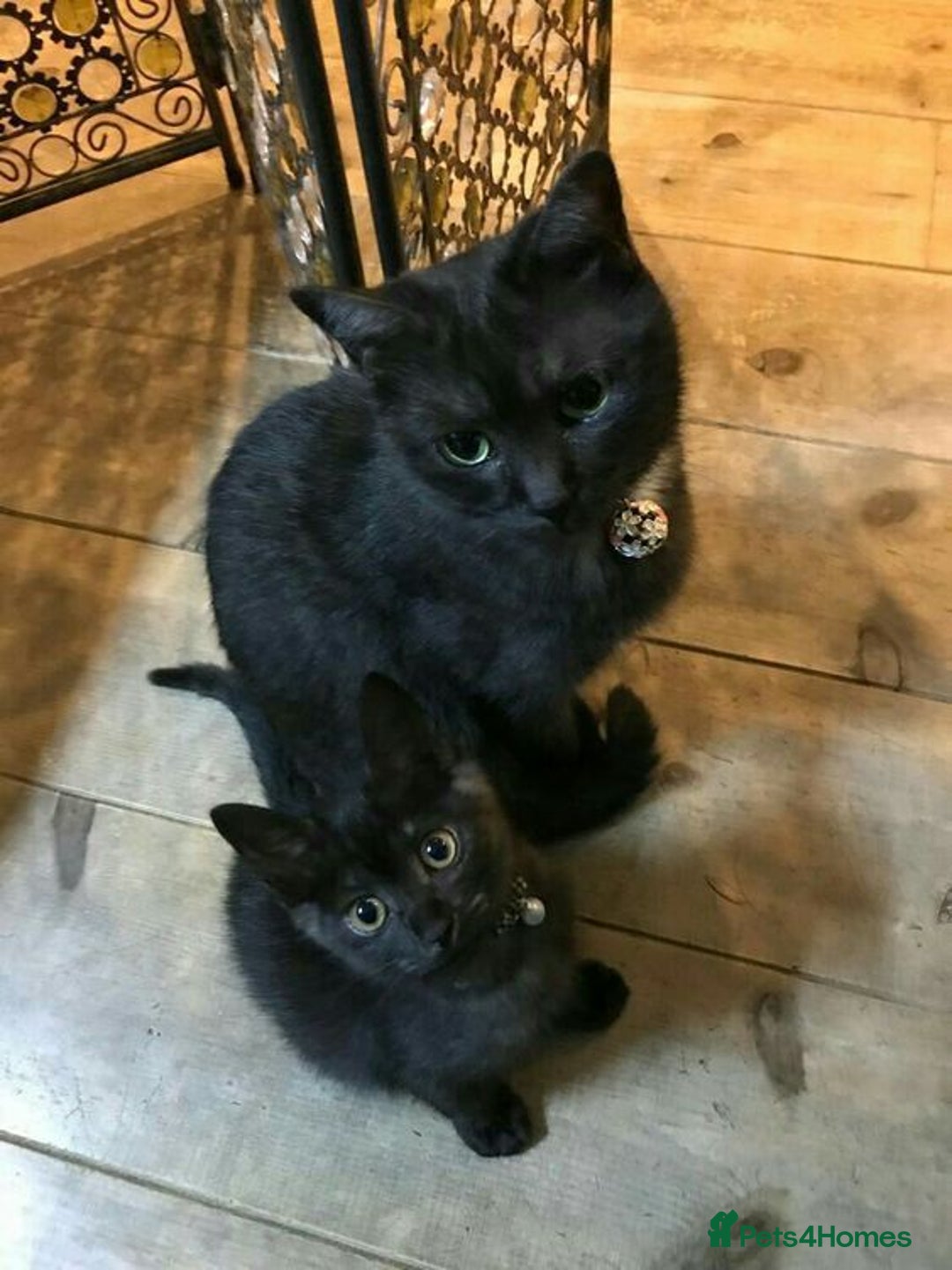 Bombay cats for sale: Bombay Male Kitten 7 weeks (Onyx) £35 - Image 4