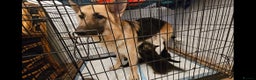 German Shepherd dogs for sale: Beutiful German Shepherd Puppies - Advert 2