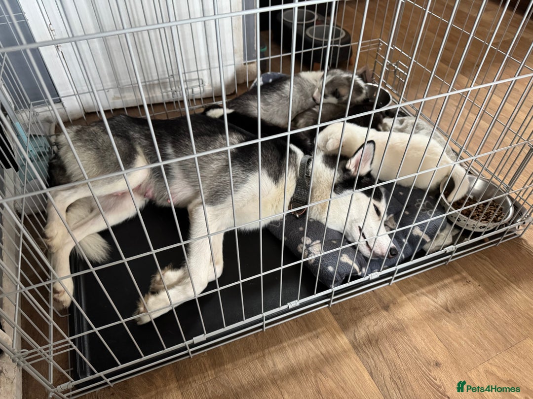 Siberian Husky dogs for sale: gorgeous huskies puppies for sale! - Image 11