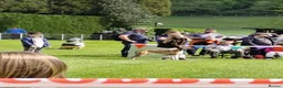 Mixed Breed dogs for sale: Saluki greyhound  in Stanley - Advert 6