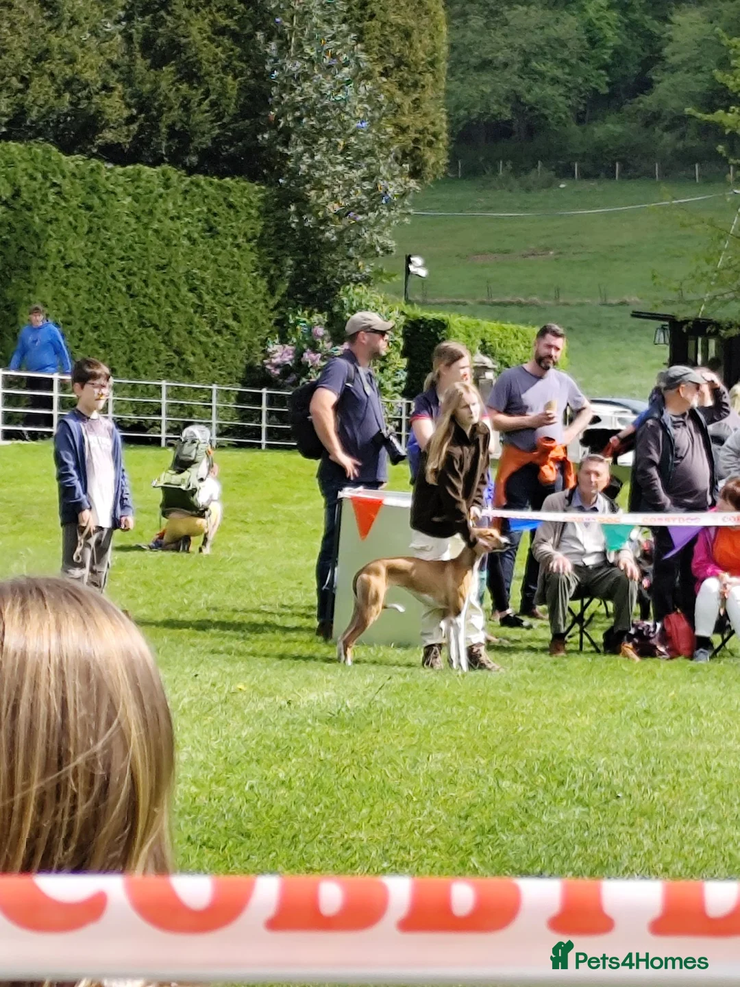 Mixed Breed dogs for sale: Saluki greyhound  in Stanley - Advert 6