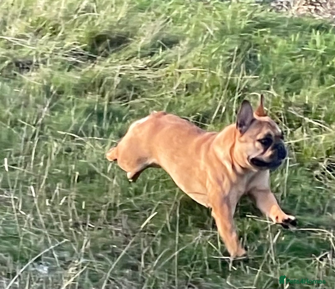 French Bulldog dogs for sale: KC REGISTERED HEALTH TESTED FRENCH BULLDOG  - Advert 8