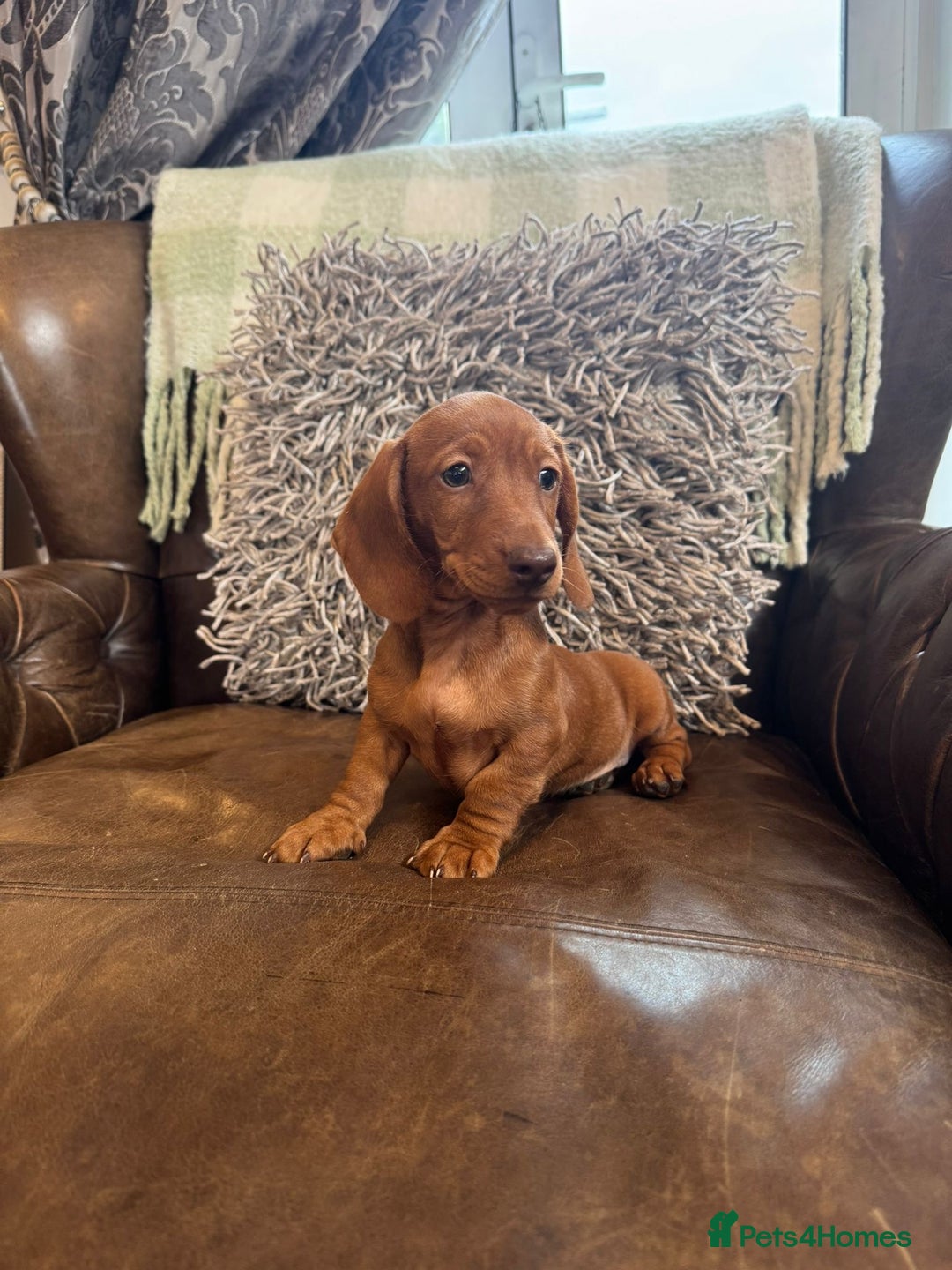 Miniature Dachshund dogs for sale: Miniature Dachshund Puppies - Image 9