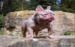 French Bulldog dogs for sale: Top Quality Frenchie Pups - Image 6