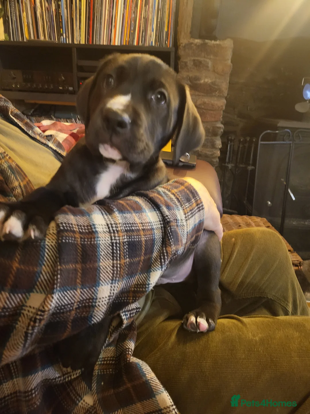 Mixed Breed dogs for sale: Cane Corso X Newfoundland/Labrador Puppies - Advert 13