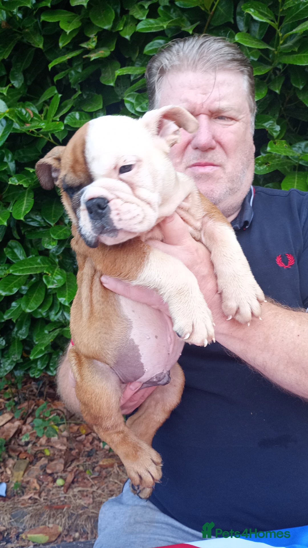 Old Tyme Bulldog dogs for sale: Victorian Bulldogs HEALTH TESTED - Image 6