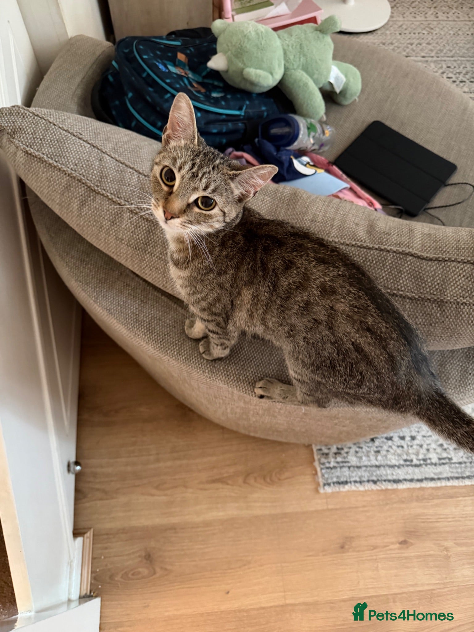 Mixed Breed cats Two sisters - Advert 1