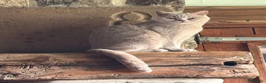 British Shorthair 2