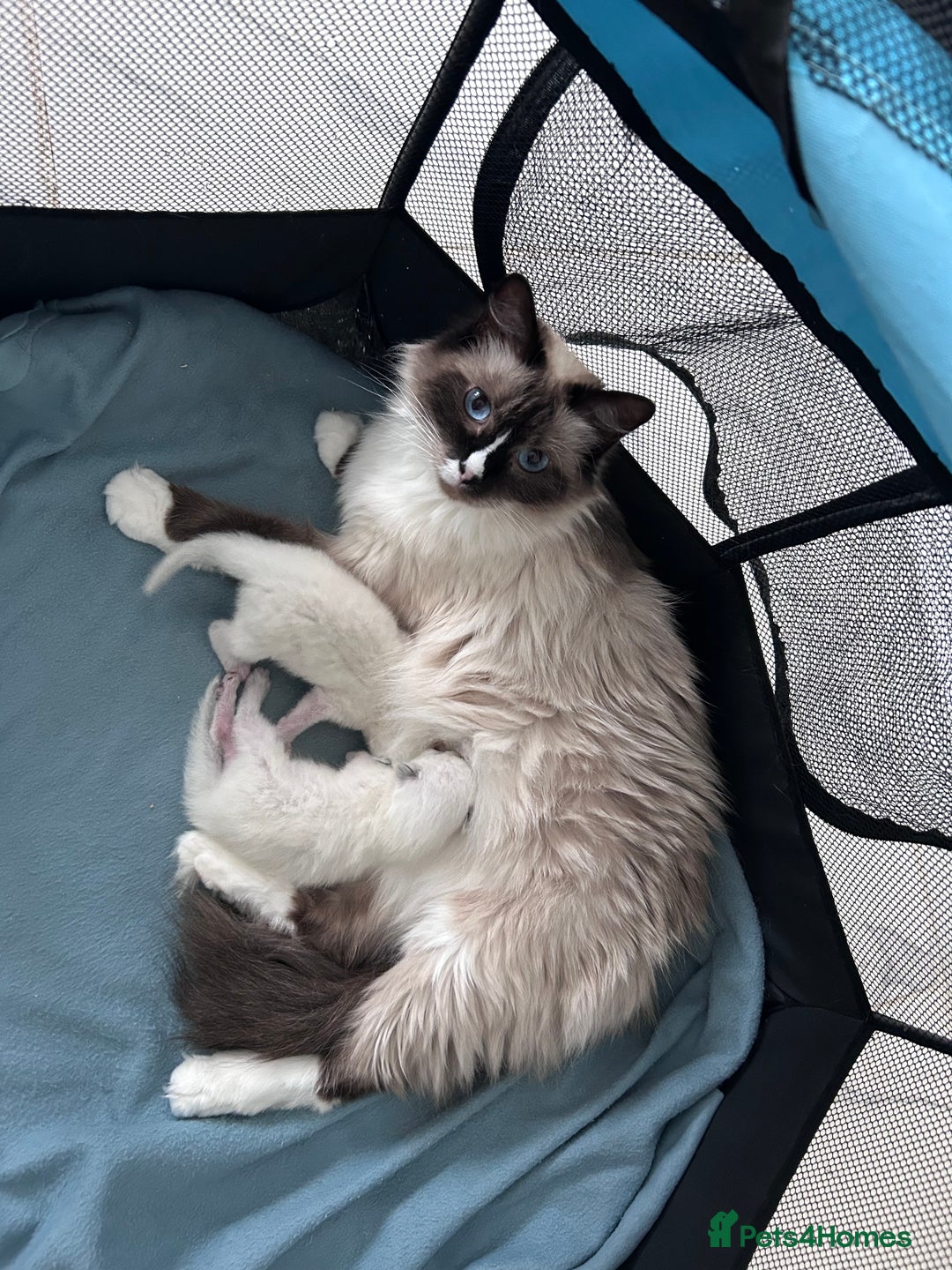 Ragdoll cats for sale: Fluffy and floppy Ragdoll kittens - Image 6