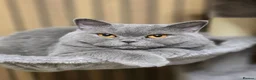 British Shorthair cats for sale: Beautiful Blue Active Queen – GCCF Registered - Advert 14