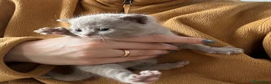 British Shorthair Kitten 3