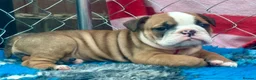 English Bulldog dogs for sale: Ready to leave this weekend  - Advert 24