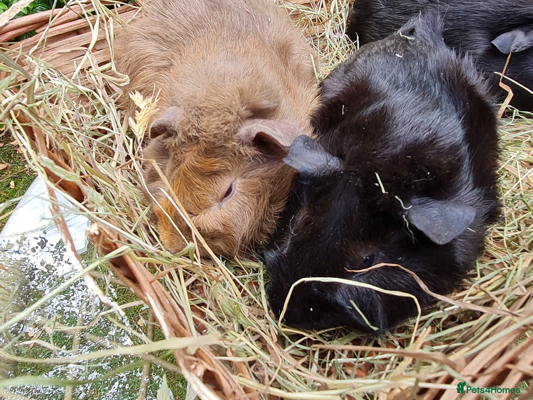 Guinea Pig rodents for sale: Baby guinea pigs for sale - Advert 9