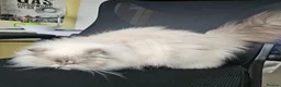 Persian cats for sale: Stunning Active Lilac Point Persian Boy  - Advert 6