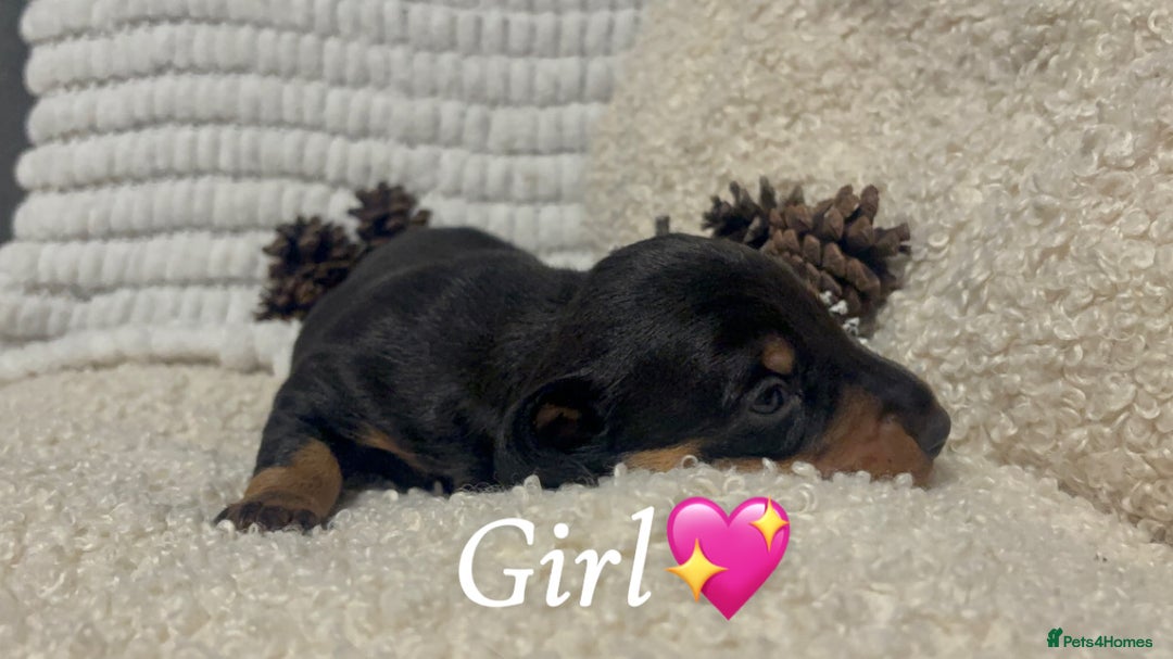 Miniature Dachshund dogs for sale: Miniature Dashund puppies🐶🐾 - Image 4