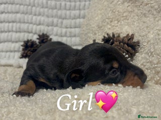 Miniature Dachshund dogs 🐶Last miniature dachshund puppy ! 🐶 - Advert 6