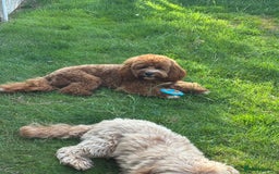 Cavapoo dogs for stud: PROVEN F1 Red Cavapoo stud-DNA Fully health tested - Image 12