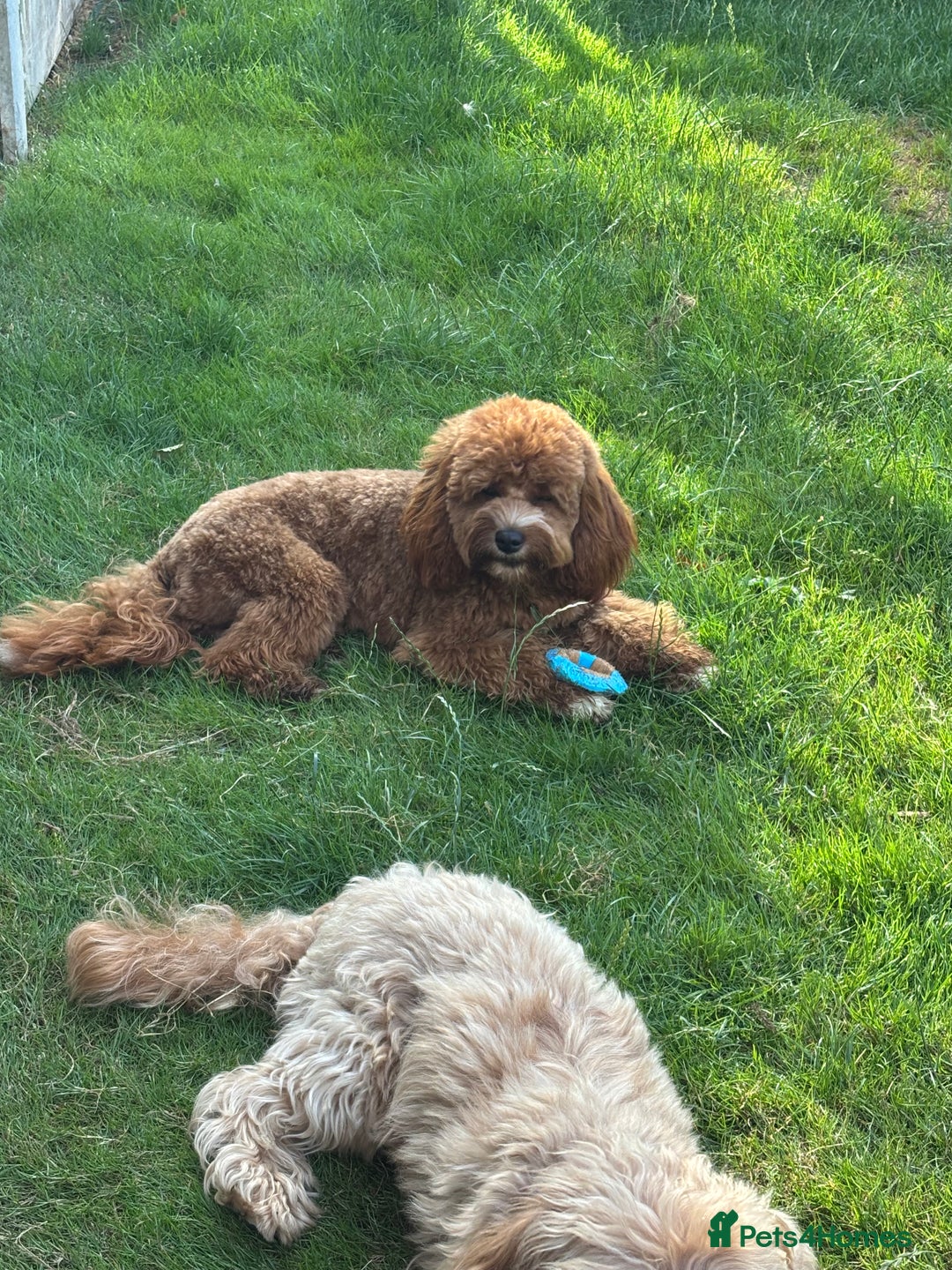 Cavapoo dogs for stud: PROVEN F1 Red Cavapoo stud-DNA Fully health tested - Image 12