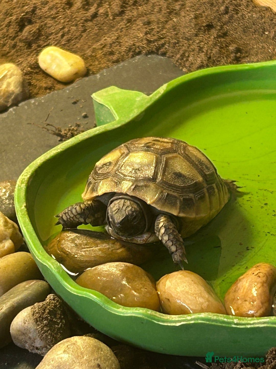 Hermann Tortoise reptiles for sale: Herman tortoise’s  looking for a loving home  - Image 2