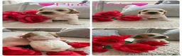 Cocker Spaniel dogs for sale: Outstanding Show Type Cocker Spaniel Puppies - Advert 2