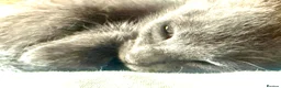 Mixed Breed cats for sale: Beautiful Litter of Playful Kittens, Siamese Cross - Advert 34