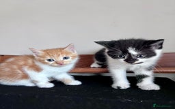 Mixed Breed cats for sale: 3 Long Furred Kittens Fluffy Ginger White Mix - Advert 5