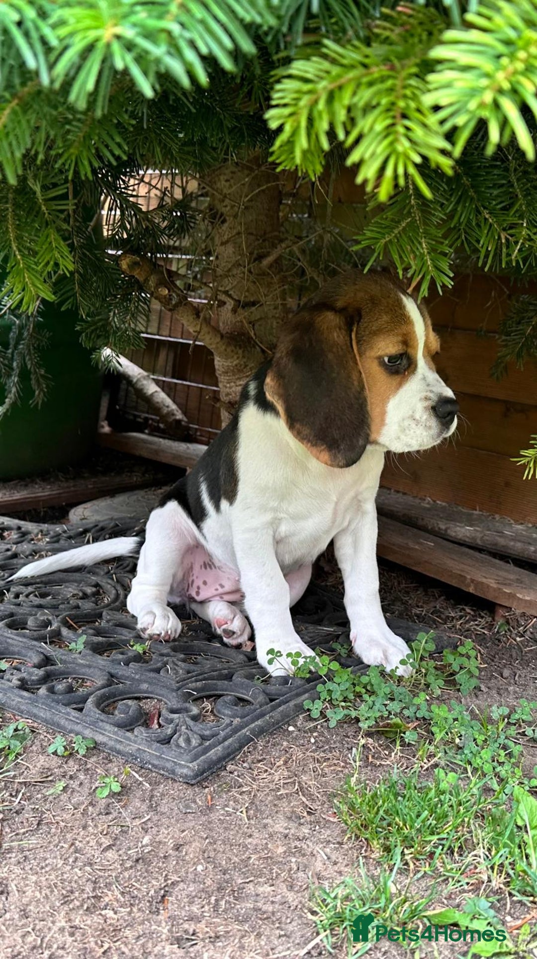 Beagle dogs for sale: KC reg Gorgeous Beagle Pups Champion Bloodline in New Malden - Image 29