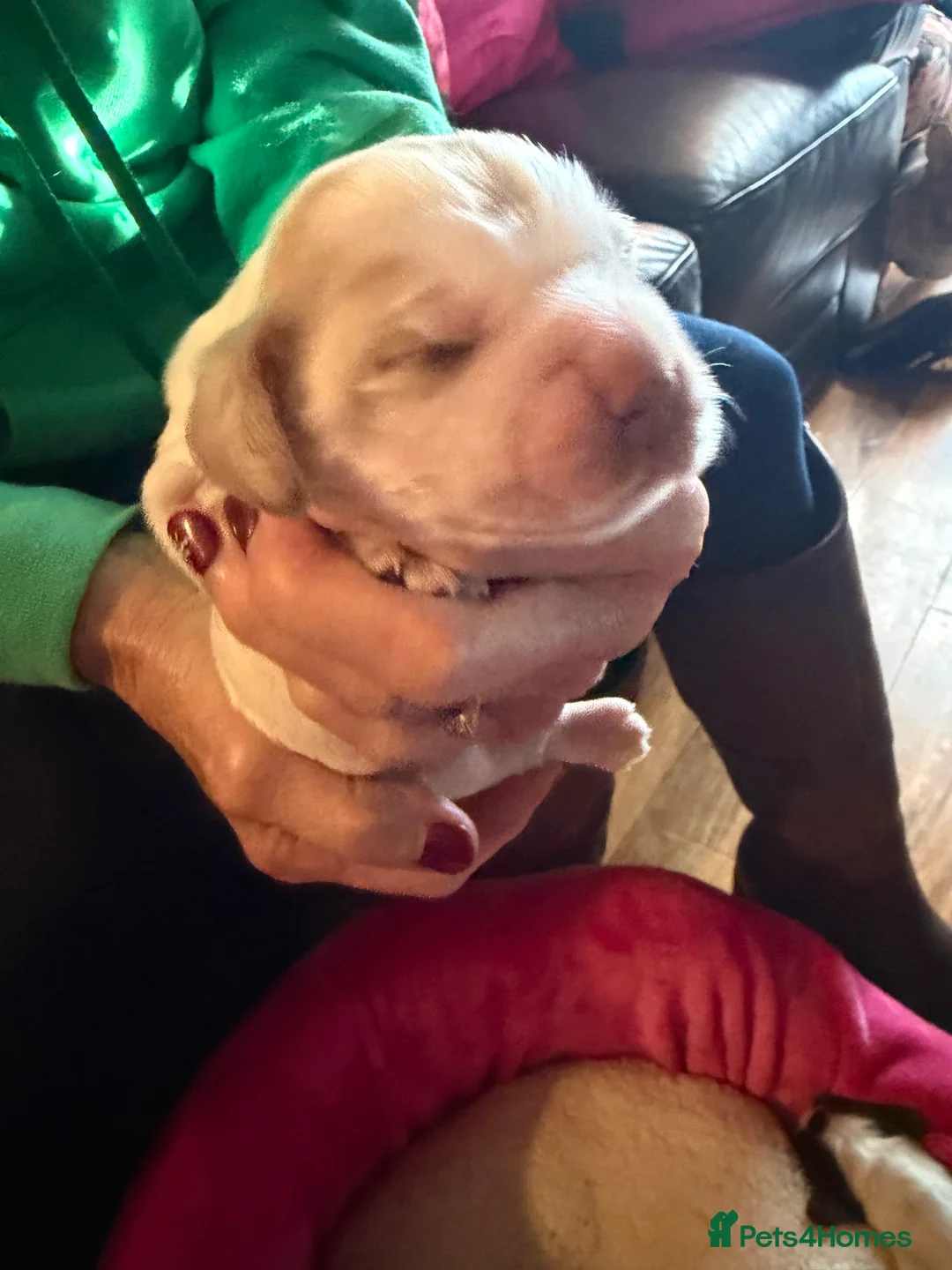 Cocker Spaniel dogs for sale: Show cocker spaniel pups - Advert 35