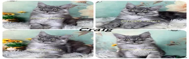 Craig