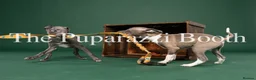 Italian Greyhound dogs for sale: Kc registered Italian greyhound pups  - Advert 4