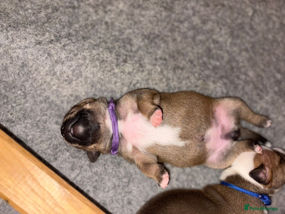 Staffordshire Bull Terrier dogs for sale: KC Staffordshire bull terriers 🧡🧡🏆🩸 REDS  - Image 7