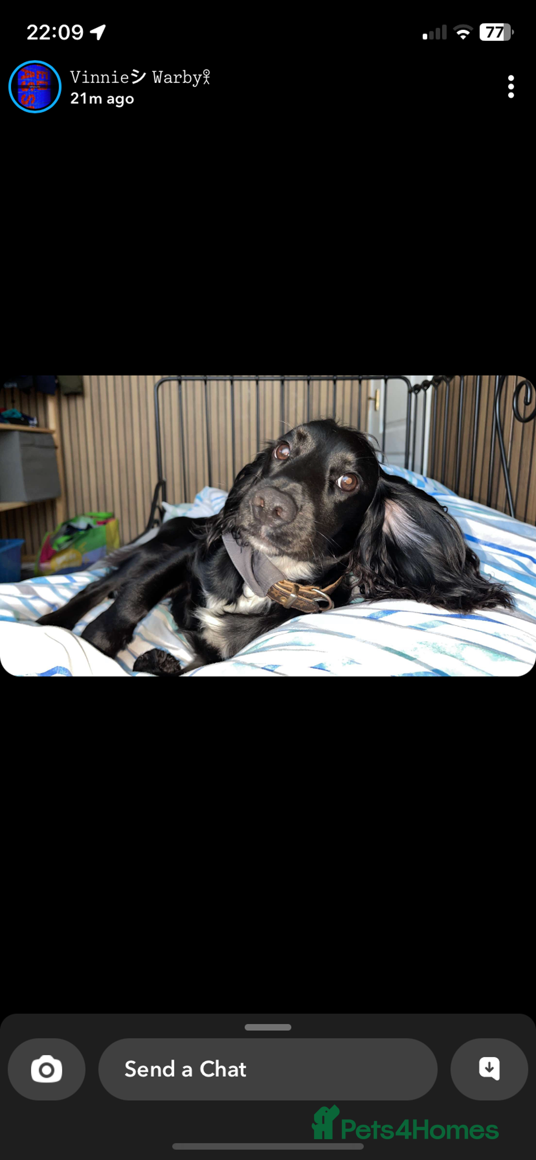Cocker Spaniel dogs for stud: KC registered Cocker Spaniel Striker for stud - Image 17