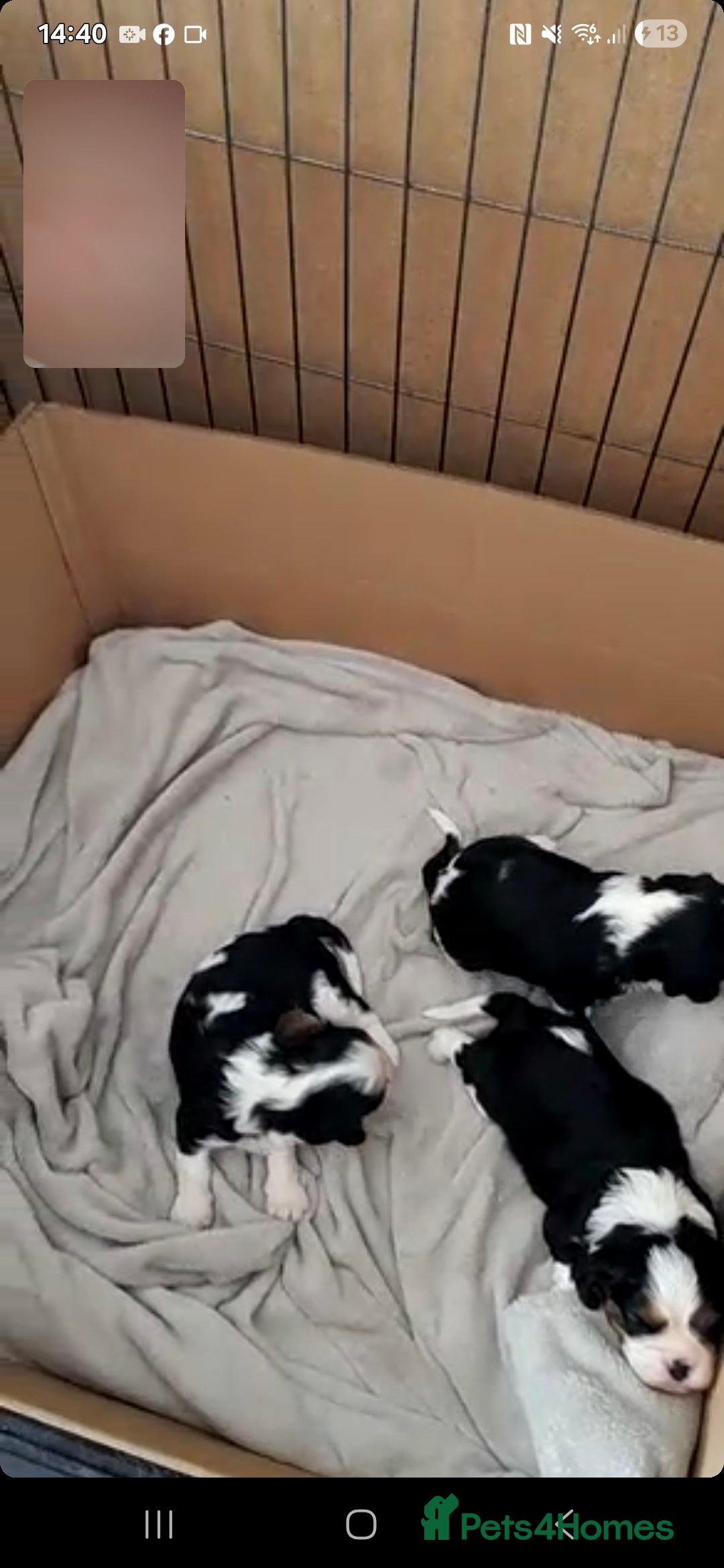 Cavalier King Charles Spaniel dogs for sale: 2 Beautiful Boys - Image 1