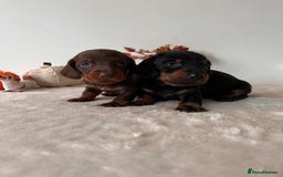 Dachshund dogs for sale: Beautiful Standard Dachshund Puppies  - Image 1