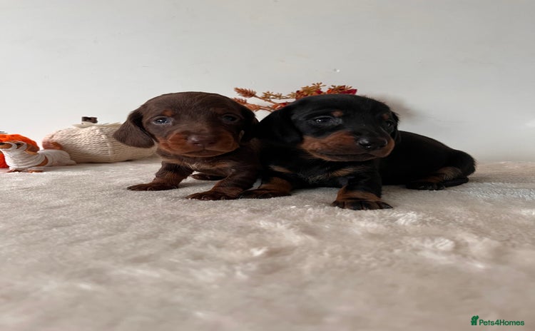 Dachshund dogs - Advert 3