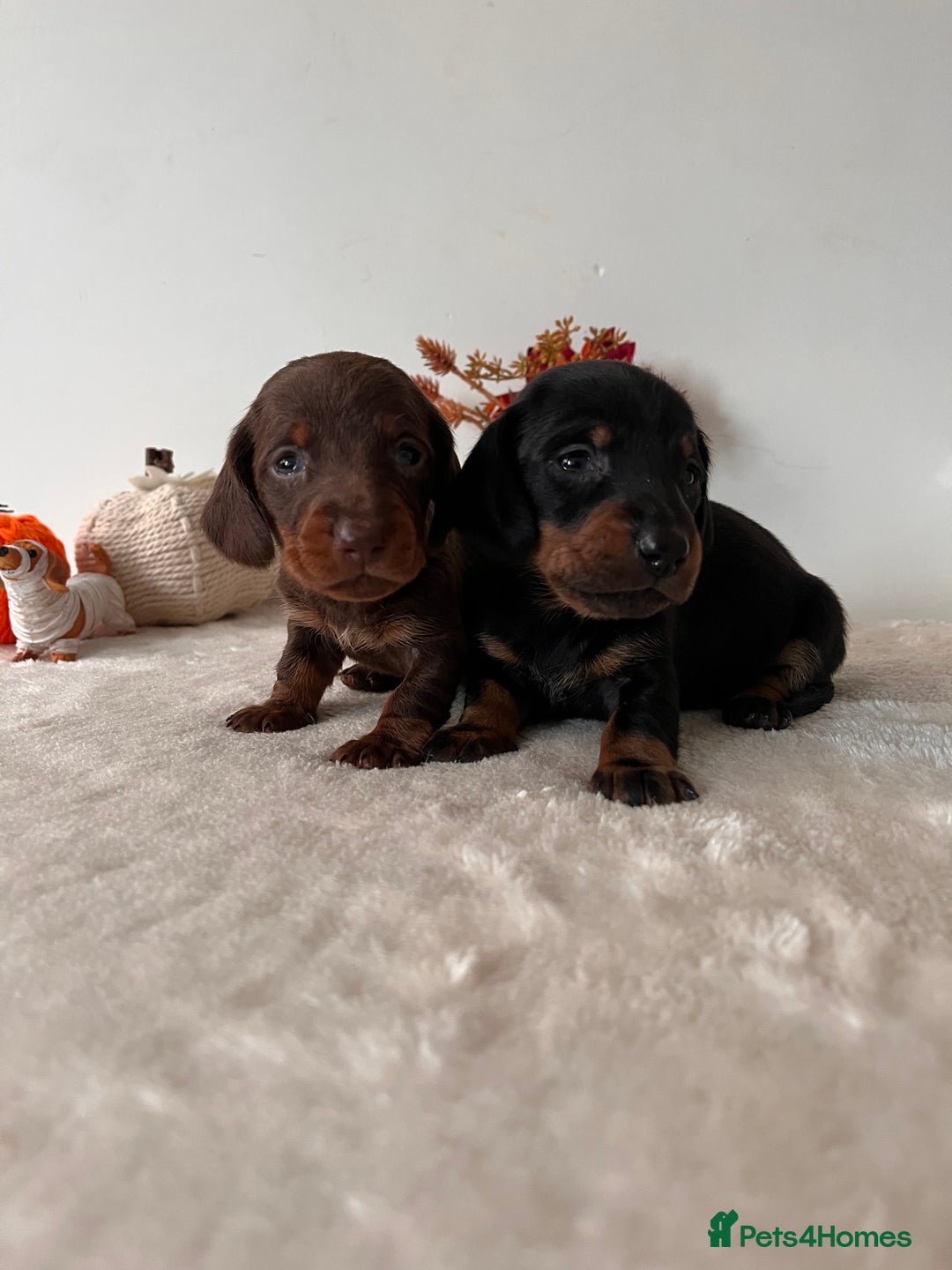 Dachshund dogs for sale: Beautiful Standard Dachshund Puppies  - Image 1