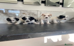 Jackapoo dogs for sale: Jackapoo puppies mini poodle very small - Image 4
