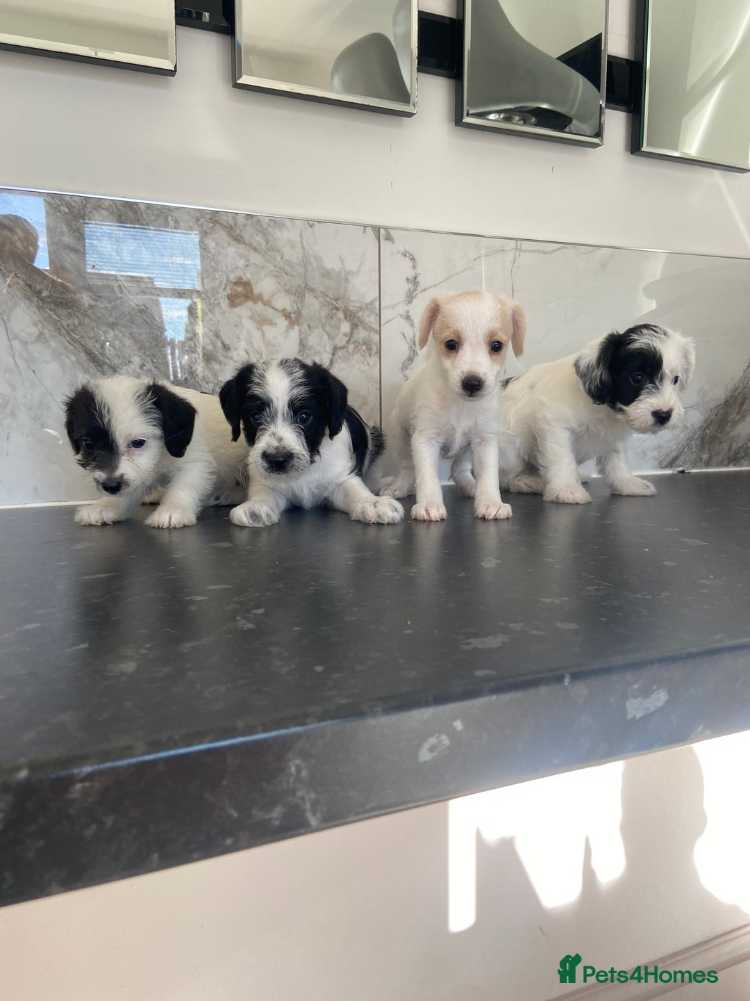 Jackapoo dogs for sale: Jackapoo puppies mini poodle very small - Image 4