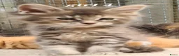 Maine Coon cats for sale: Pedigree tica mainecoon kittens - Advert 19
