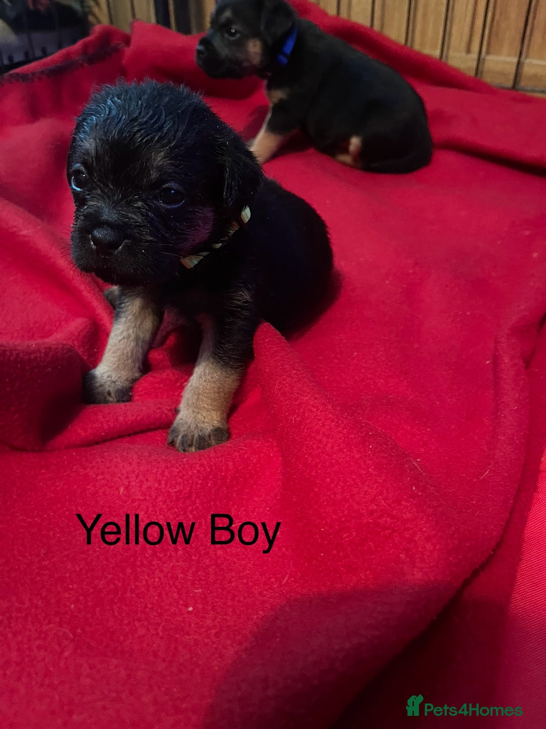 Border Terrier dogs for sale: Border Terrier Pups - Advert 12