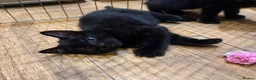 Bombay cats for sale: 7 Adorable kittens for sale. 6 males & 1 female - Advert 15