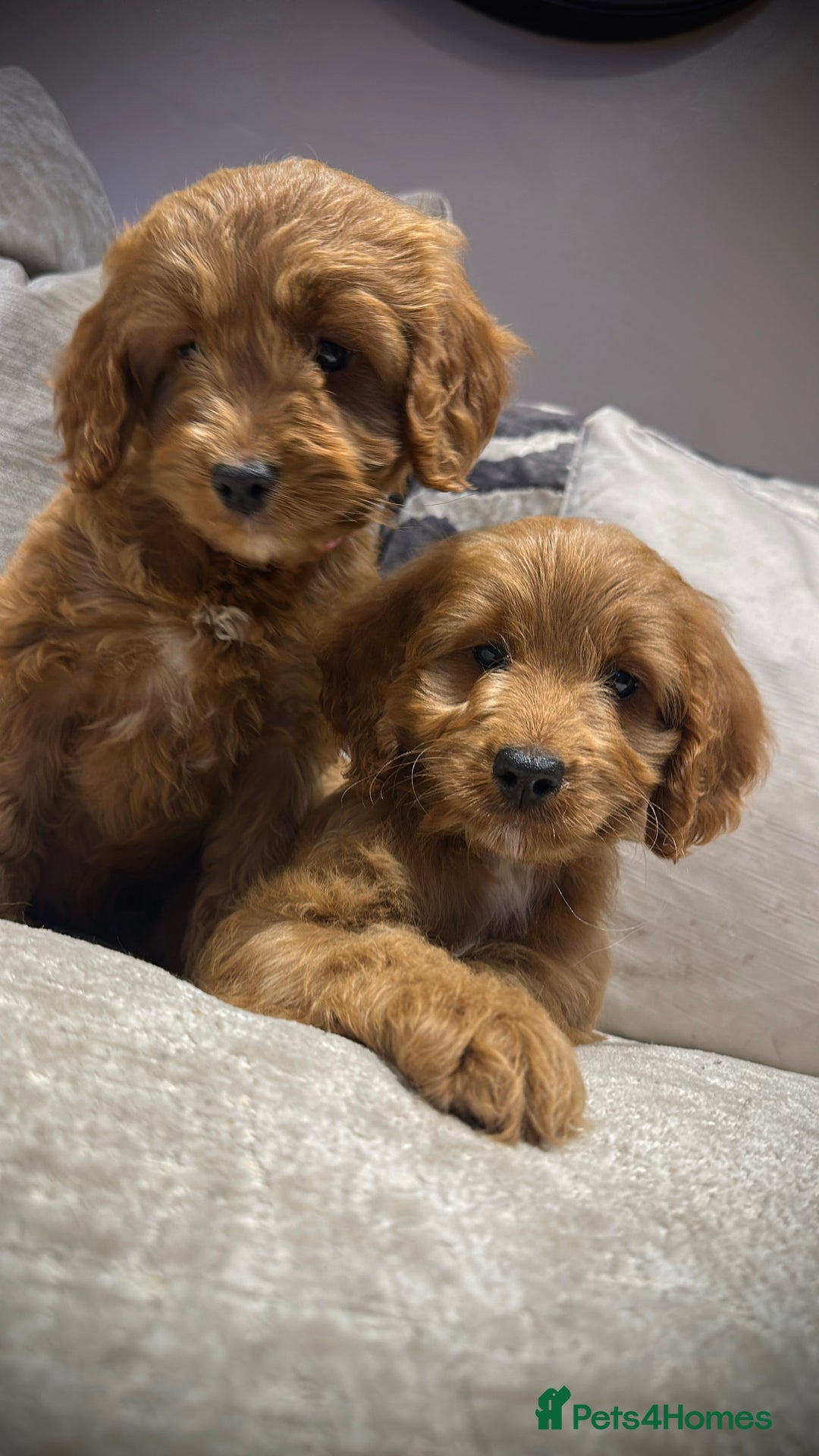 Cockapoo dogs for sale: 🐾Adorable toy cockapoos ready now 🐾 - Advert 5