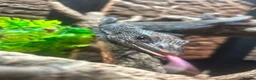Monitor reptiles for sale: 3 year old Male Black Tree Monitor in Pontypridd - Advert 3