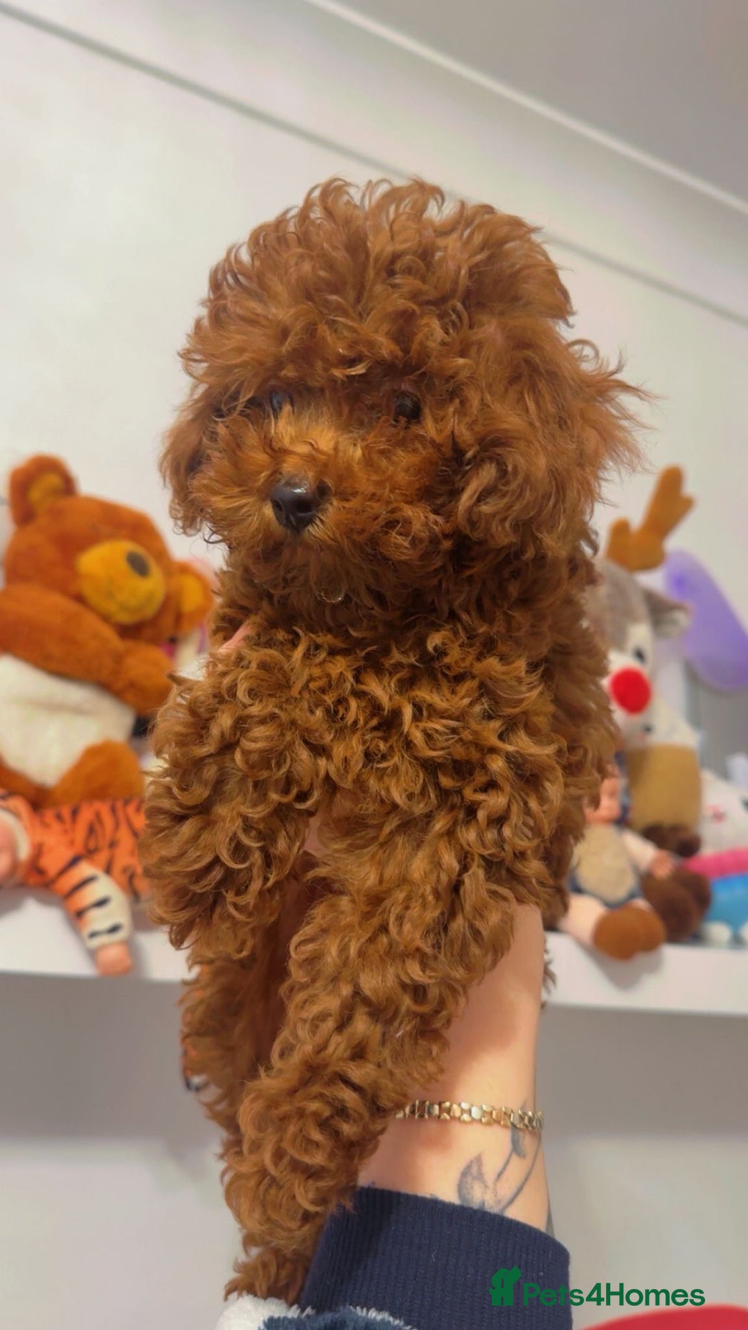 Toy Poodle dogs for sale: Asian Toy Poodle (Korean & Chineese) - Advert 1