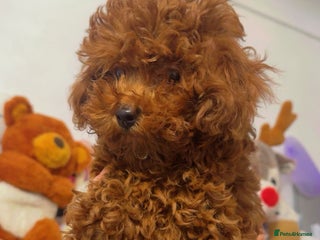 Toy Poodle dogs Asian Toy Poodle (Korean & Chineese) - Advert 4