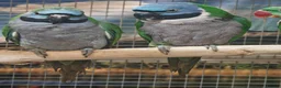 Parrots birds for sale: Stunning Parrots/Parakeets/Amazons  - Advert 33