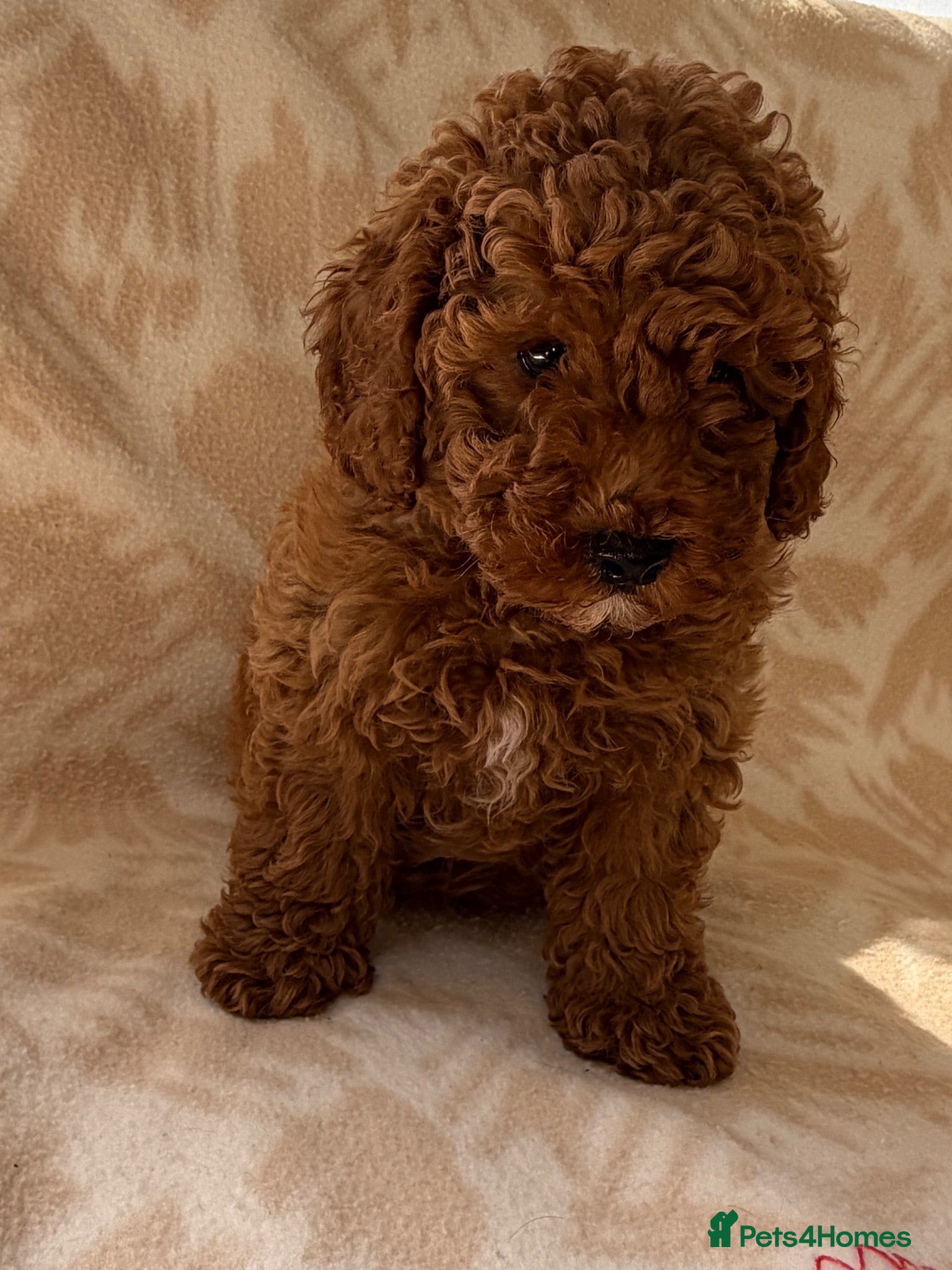 Toy Poodle dogs Beautiful toy poodle boy health tested parents  - Advert 2