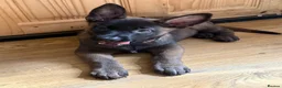 Belgian Shepherd Dog dogs for sale: last Belgian shepherd Harry READY TO GO - Advert 18