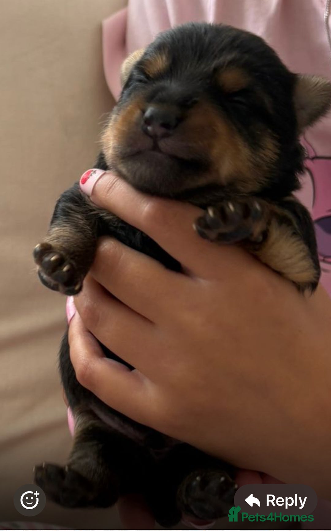 Yorkshire Terrier dogs for sale: Yorkshire terrier - Image 2