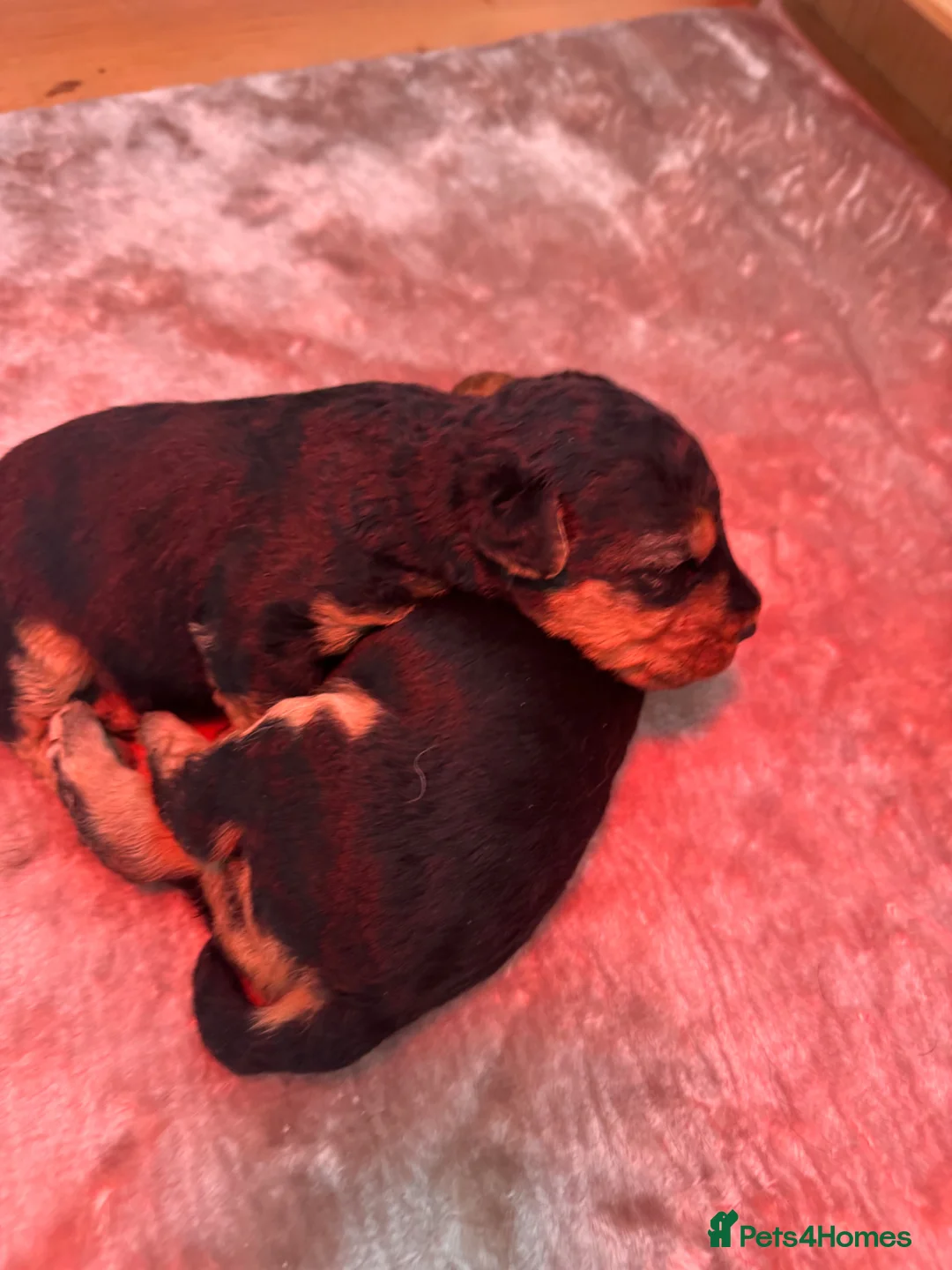 Welsh Terrier dogs for sale: Welsh terrier puppies - Advert 2